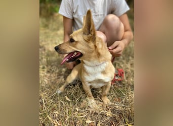 Klitzekleine, super nette  Hundedame, kastriert, 25cm, 2,5J.