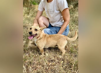 Klitzekleine, super nette  Hundedame, kastriert, 25cm, 2,5J.