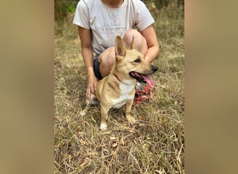 Klitzekleine, super nette  Hundedame, kastriert, 25cm, 2,5J.