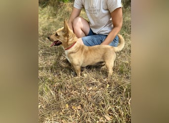 Klitzekleine, super nette  Hundedame, kastriert, 25cm, 2,5J.