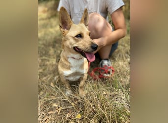 Klitzekleine, super nette  Hundedame, kastriert, 25cm, 2,5J.