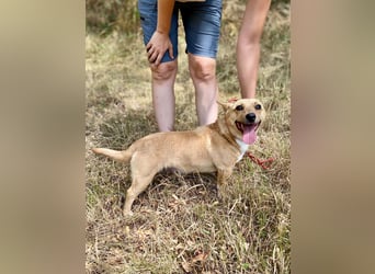 Klitzekleine, super nette  Hundedame, kastriert, 25cm, 2,5J.