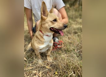 Klitzekleine, super nette  Hundedame, kastriert, 25cm, 2,5J.