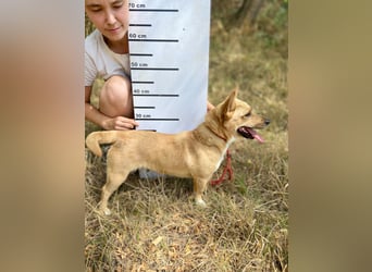Klitzekleine, super nette  Hundedame, kastriert, 25cm, 2,5J.