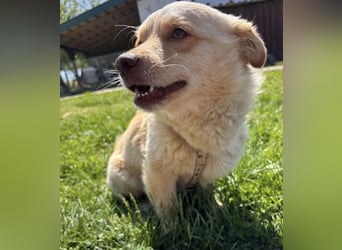 Casper ein kleiner sanfter Engel