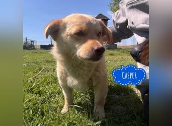 Casper ein kleiner sanfter Engel