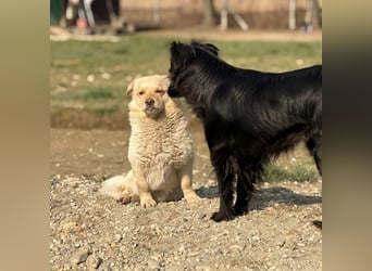 Casper ein kleiner sanfter Engel