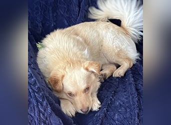 Casper ein kleiner sanfter Engel