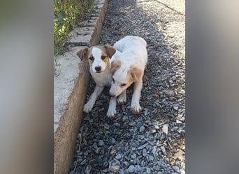 Mia sucht ein Zuhause – zwei bezaubernde Kokoni-Mix-Welpen