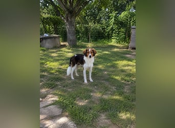 Cooper in 9100 Herisau sucht neues Zuhause