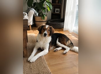 Cooper in 9100 Herisau sucht neues Zuhause