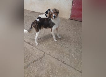 Cooper in 9100 Herisau sucht neues Zuhause