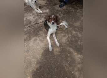 Cooper in 9100 Herisau sucht neues Zuhause