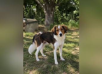 Cooper in 9100 Herisau sucht neues Zuhause