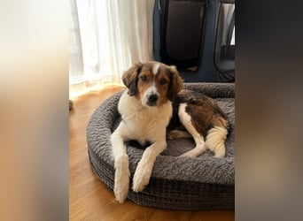 Cooper in 9100 Herisau sucht neues Zuhause