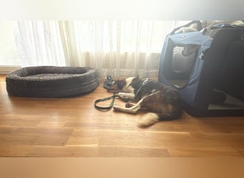 Cooper in 9100 Herisau sucht neues Zuhause