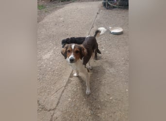 Cooper in 9100 Herisau sucht neues Zuhause