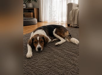 Cooper in 9100 Herisau sucht neues Zuhause