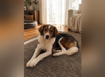 Cooper in 9100 Herisau sucht neues Zuhause