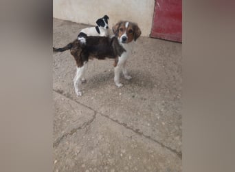 Cooper in 9100 Herisau sucht neues Zuhause