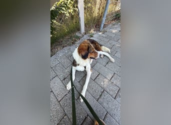 Cooper in 9100 Herisau sucht neues Zuhause