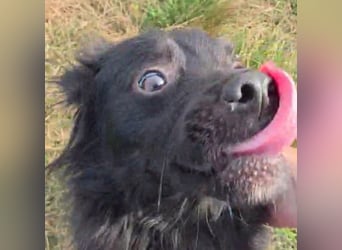 Blacky - herzensguter Schatz