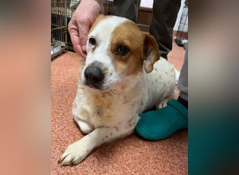 Sia - katzenverträglich