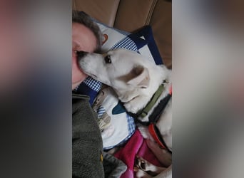 Chance - sooo tapfer