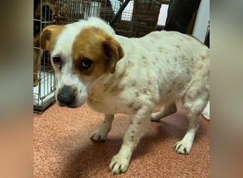 Sia - katzenverträglich