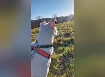 Chance - sooo tapfer