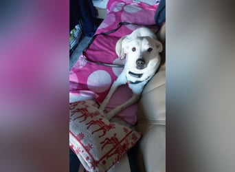 Chance - sooo tapfer