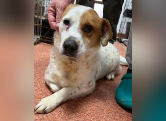 Sia - katzenverträglich