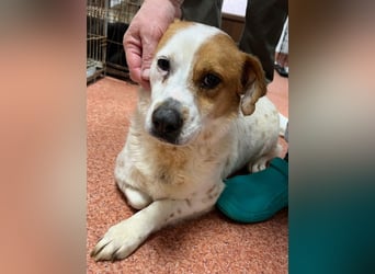 Sia - katzenverträglich