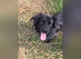 Blacky - herzensguter Schatz