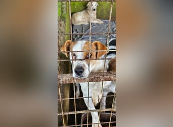 Sia - katzenverträglich