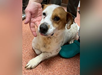 Sia - katzenverträglich