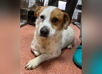 Sia - katzenverträglich