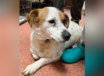 Sia - katzenverträglich