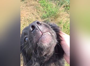 Blacky - herzensguter Schatz