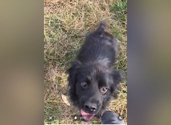 Blacky - herzensguter Schatz