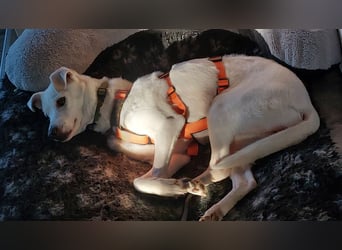 Chance - sooo tapfer