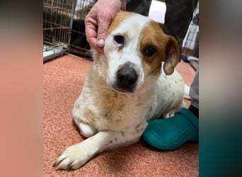 Sia - katzenverträglich