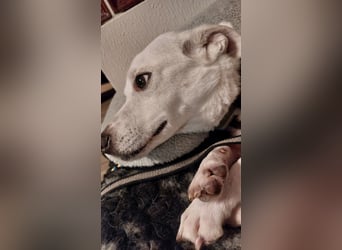 Chance - sooo tapfer