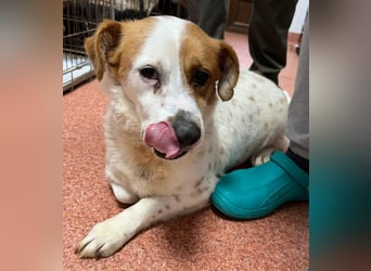 Sia - katzenverträglich