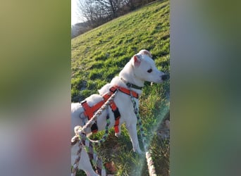 Chance - sooo tapfer