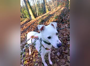 Chance - sooo tapfer