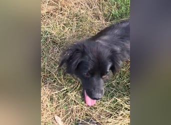 Blacky - herzensguter Schatz