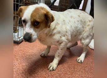 Sia - katzenverträglich