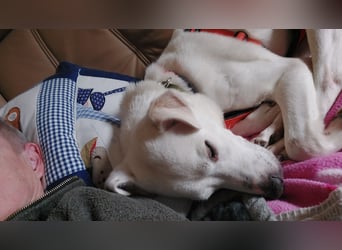 Chance - sooo tapfer