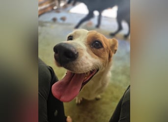 Sia - katzenverträglich